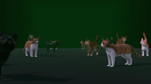 Cat 01 4k