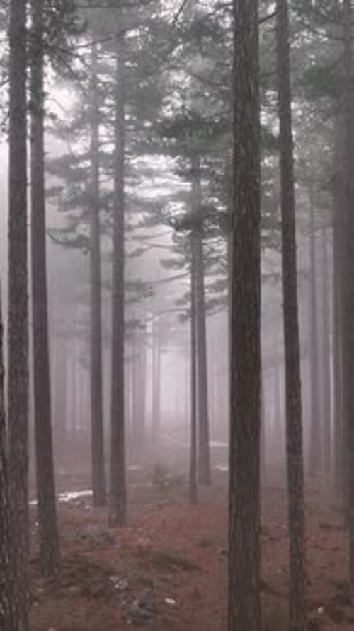 Vertical Video Misty Forest Flight Between Trees in the Foggy Forest