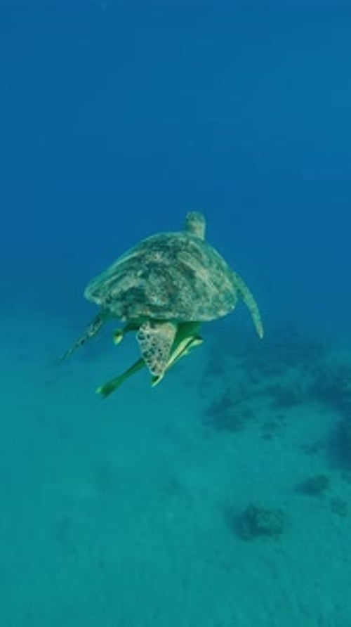Following Sea Turtle swimming in water on sunny day, Back vieew,