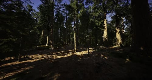 Exploring a Quiet Forest with Tall Trees During Bright Daylight Hours