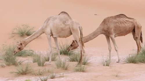 Two Middle Eastern Camels in the Desert in UAE
