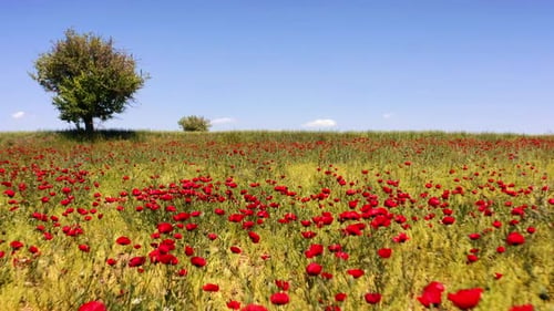 Wild poppy field, beautiful summer rural landscape. Fresh green meadow with bright red flowers, sunn