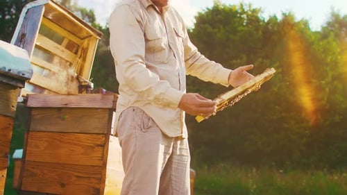 Wooden Bee Houses Outdoors Professional Beekeeper in Protective Hat is Busy on Apiary Bee Master