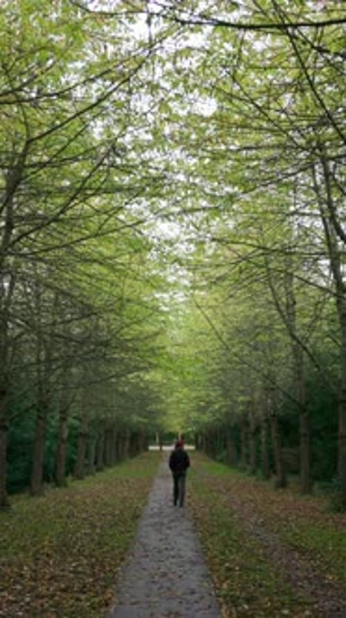 Woman walking through the Vestre Cemetery, in a large park setting in the Kongens Enghave district o