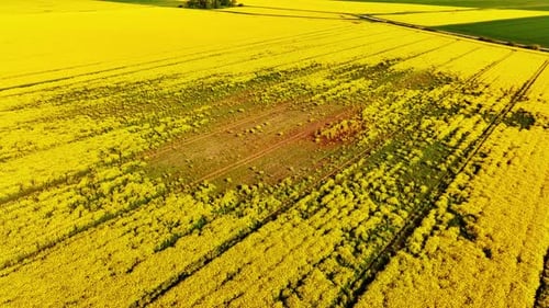 Crop Failure in Yellow Rapeseed Field – Aerial View of Damaged Patch in Latvia