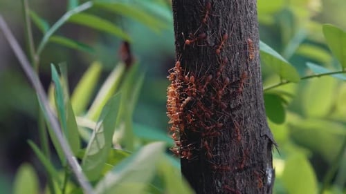 De minuscules fourmis tisserandes d'architectes de la nature construisent un nid dans un arbre
