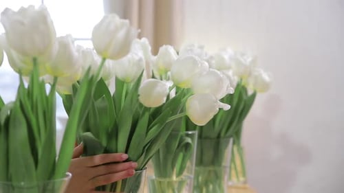 Elegant White Tulips Arranged in Glass Vases