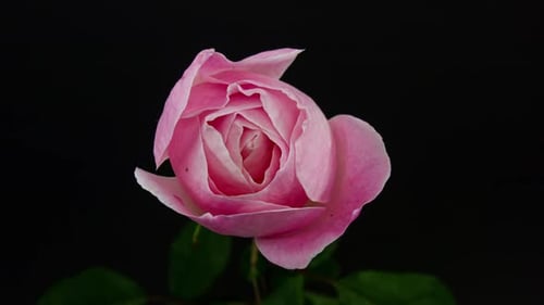 Close Up of a Pink Rose Blooming