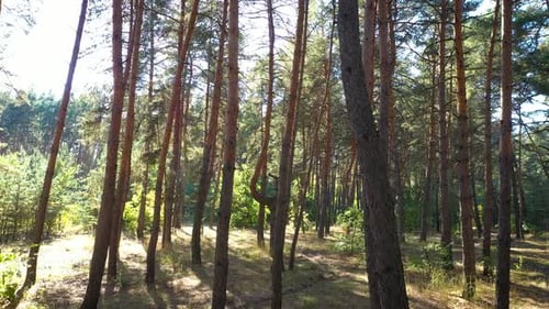 Forest Flight Between Tall Pine Trees 6