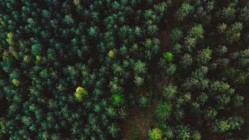 Aerial top view forest, Ecosystem and healthy environment concepts and background, Texture of forest