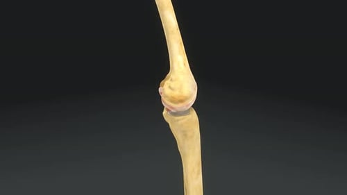 Human Knee Joint Bending Medical Anatomy 3D Animation