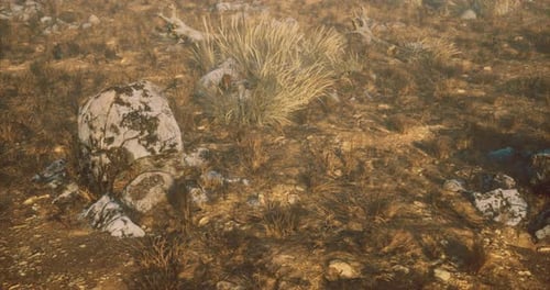 Landscape Showcasing Rocky Terrain with Dry Grass and Plants in Sunlight