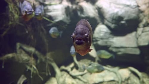 Predatory Hungry Freshwater Red Bellied Piranha Fish Swimming in Amazon River Water in South America