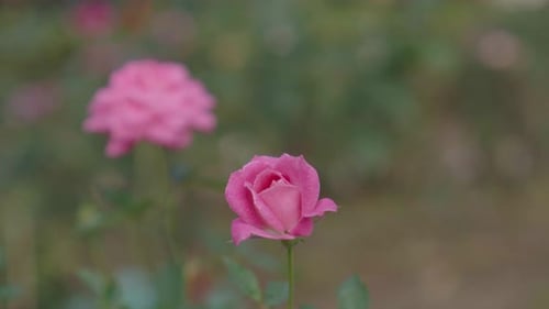 Im Garten haben Rosen in verschiedenen Farben geblüht.