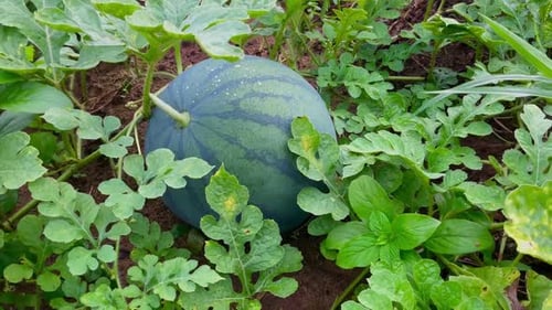 frische junge Wassermelonenfrucht auf dem Bauernhof