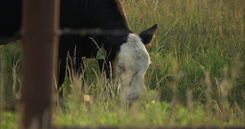 Cow Grazing in a Rural Field