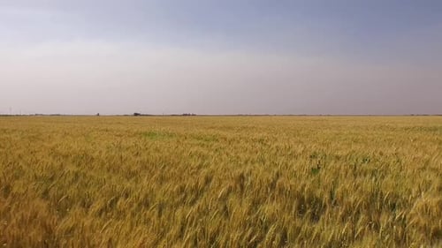 Wheat Field Flying over Aerial