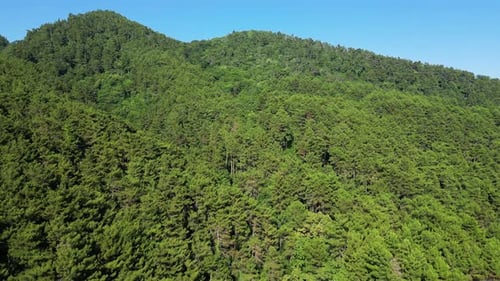 Drone Video of Mountain Hills and Slopes with Green Coniferous Trees in Summer Day