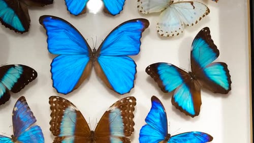 Butterflies Morphids