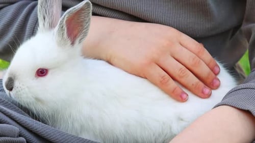 cute white bunny rabbit sitting on picnic blanket in park,on green grass under blossom tree.