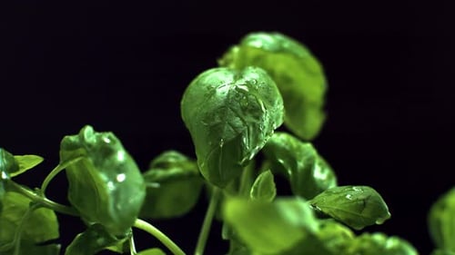 Fresh Green Basil Leaves with Water Droplets