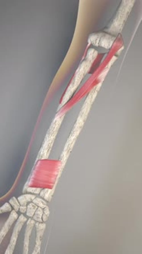 Human Arm Muscle Contraction and Bone Anatomy Medical Animation