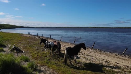 Three Horses at Waters Edge on Beach Under Cloudy Sky