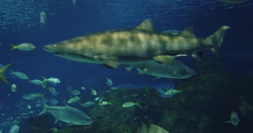 Sharks at the Toronto City Aquarium Canada