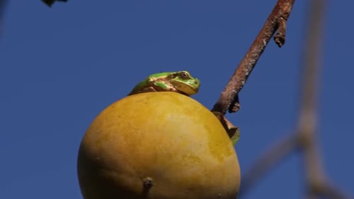 Green Tree Frog Sitting on Persimmon Fruit