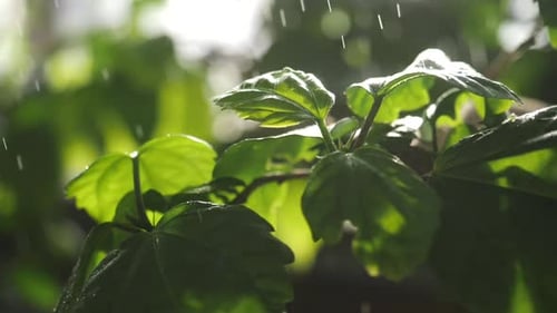 Gentle Rain Nourishing Lush Green Leaves in Sunlight