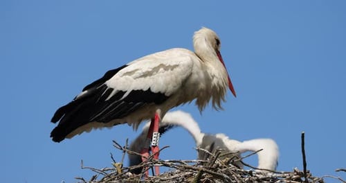White storks feeding their chicks. The Camargue, France