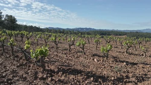 Priorat vineyards growing in the catalan countryside