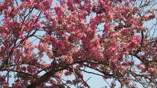 Cherry Blossom Under Blue Sky at the Springtime in Sunny Day