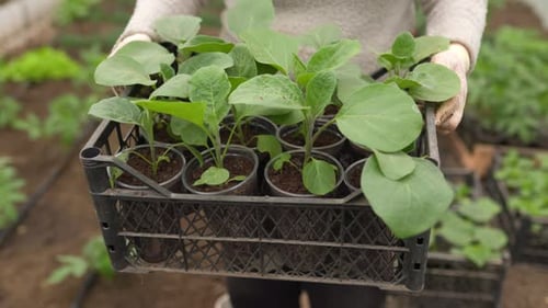 Spring Growth Woman's Hands in Gloves Cradle Small Vegetable Seedling