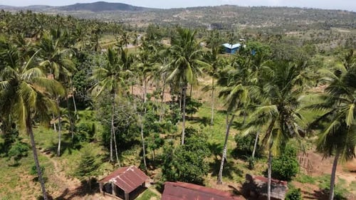 A small plantation with palm trees for the production of coconut oil in Kenya.