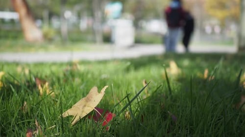 Fallen Leaves in Green Grass Close Up