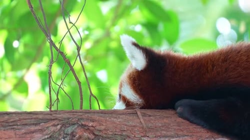 A sleepy red panda (Ailurus fulgens) lazes on a tree branch, close up shot.