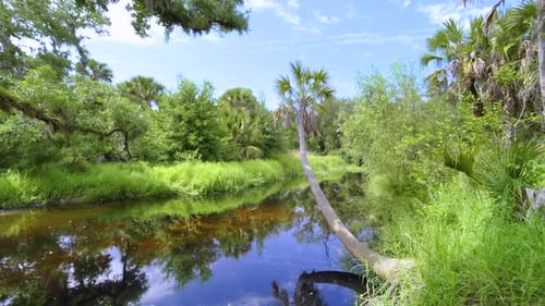 Tropical Rainforest Ecosystem Florida Jungles with Green Palm Trees Small Fresh Water River and Wild