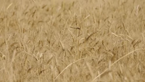 Wheat Field