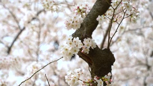 Flowering Sakura Trees Sway Gently As The Wind Blows On Springtime. Closeup