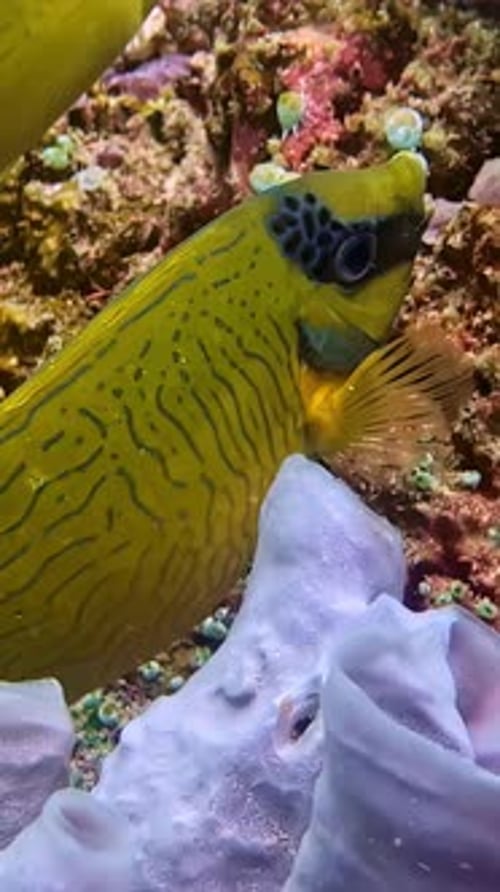 Vídeo subacuático vertical de Spinefoot de Siganus puellus