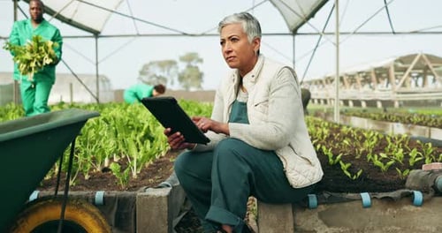 Woman Uses Tablet in Agricultural Greenhouse
