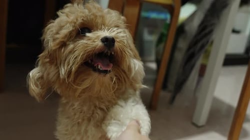 Person Pets Adorable Fluffy Brown Dog Indoors