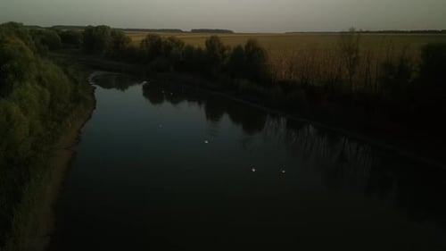 Swans on the lake at sunset. Sunset on the lake in the fields