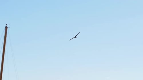 Möwe fliegt über einem Meer mit blauem Himmel im Hintergrund