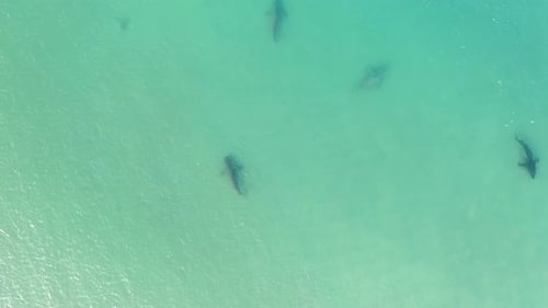 Sharks swimming in shallow water, Mediterranean Israel, aerial