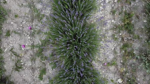 Aerial Lavender Fields Endless Rows of Blooming Lavender Fields on Summer Sunset Time Lavender Oil
