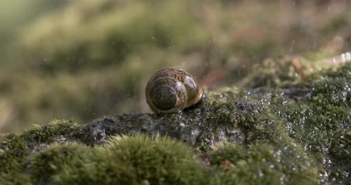 Close-up wildlife of a snail in heavy rain in the forest. Shot on super slow motion camera 1000 fps.