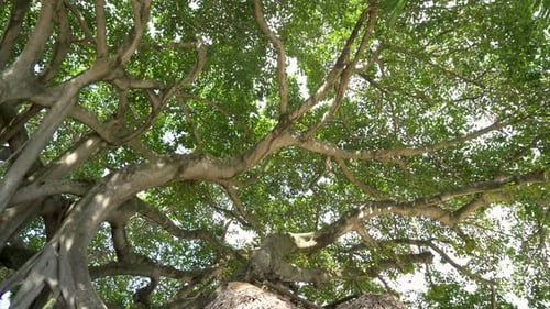 Eine anmutige Aufnahme fängt einen umgekehrten Baum ein und bietet einen atemberaubenden Blick auf das üppige grüne Blätterdach darüber.