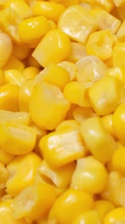 A Detailed Close Up View of a Pile of Freshly Harvested Corn on the Cob